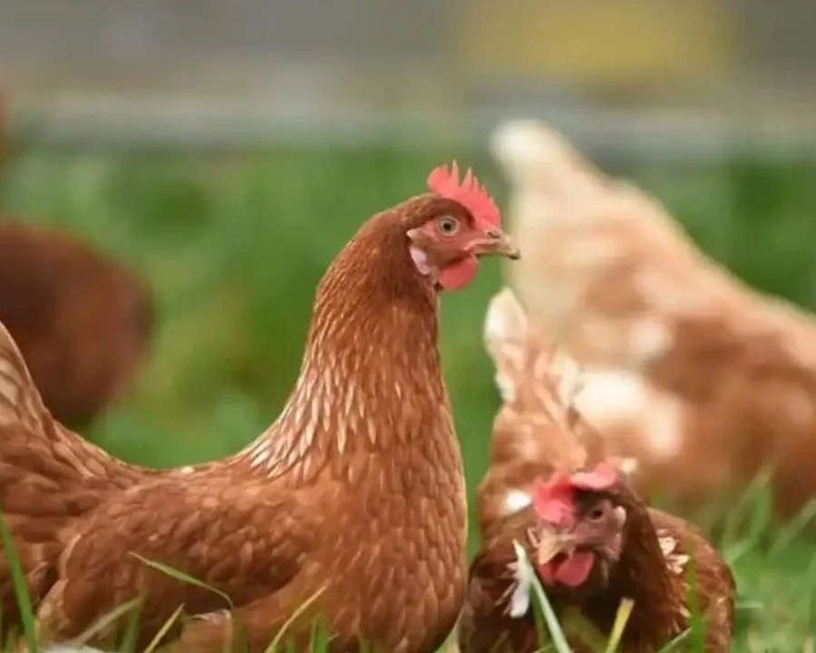 Organik Hayvansal Tarım - Kanatlı